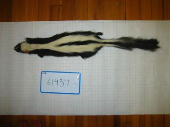 Media type: image;   Mammalogy 61437
